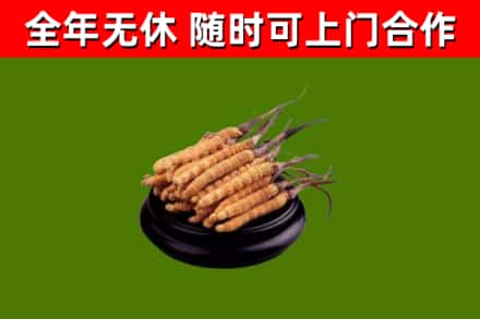 冠县烟酒回收冬虫夏草.jpg